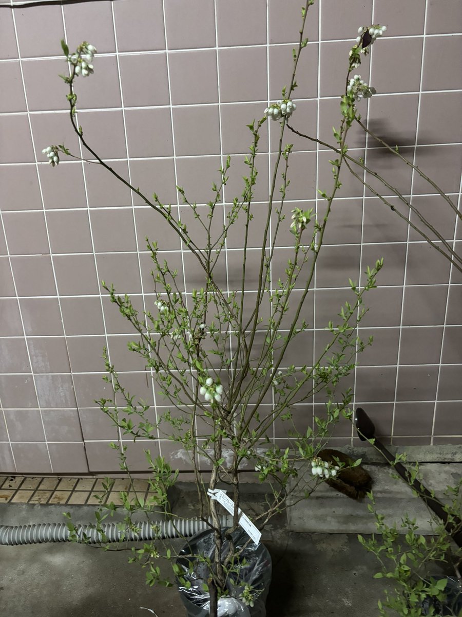 はたんきょ一 tweet media