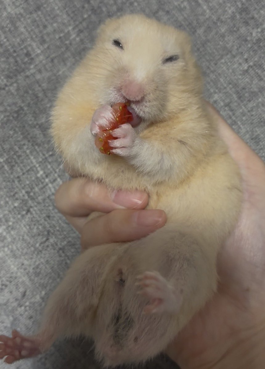 飯田まーぼ tweet media