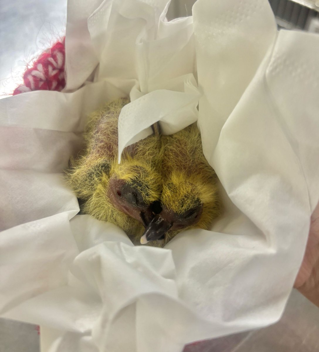 Wild Bird Fund tweet media