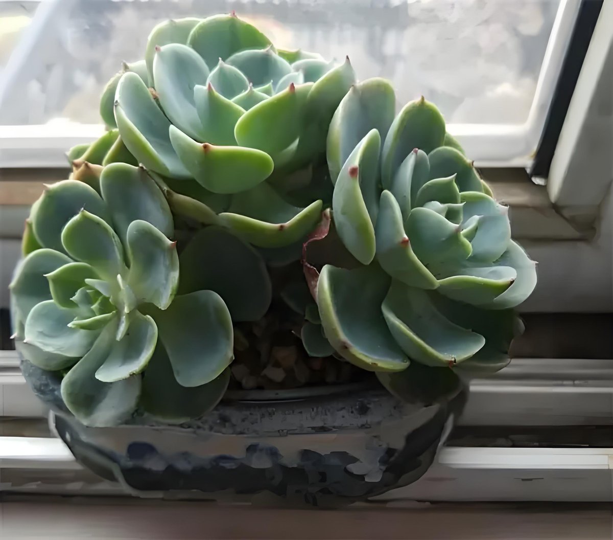 Kayla Csanady tweet media