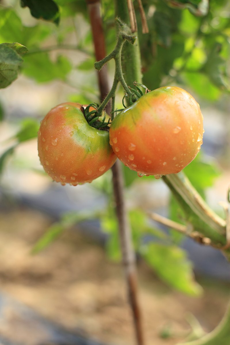 Cosmeton tweet media