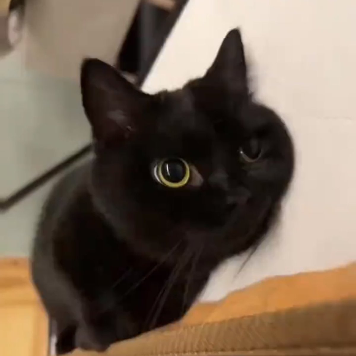 elly ᐢ ᐢ tweet media