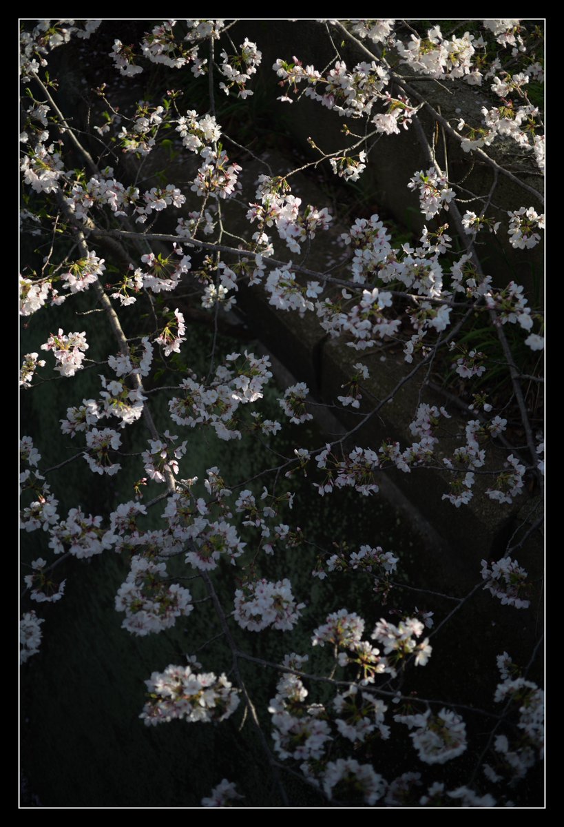 伊崎 (@utk_q) on Twitter photo 