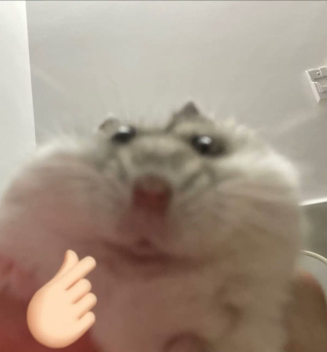 Tweets Of Hamster tweet media