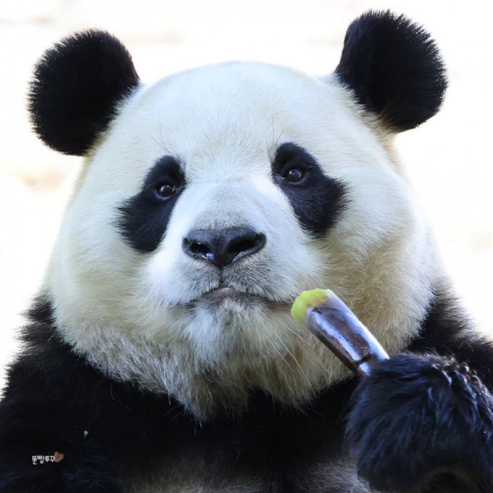 꾹바오 tweet media