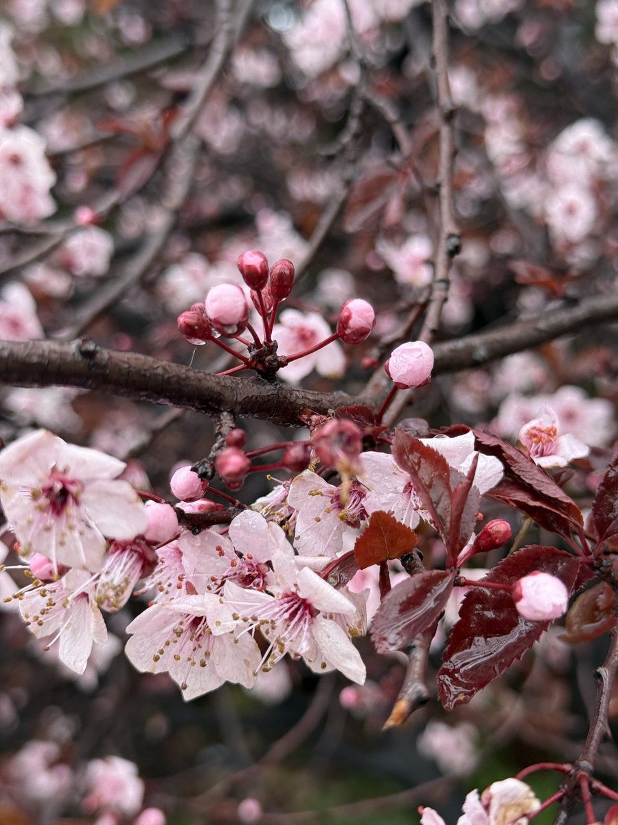 حمزة 𓂆 tweet media