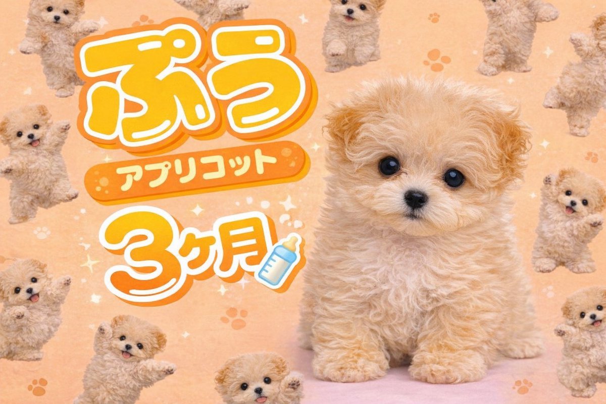 puudegozaimasu's tweet photo. 平均年齢下がっちゃう🍼 https://t.co/cue2hz3Z2z