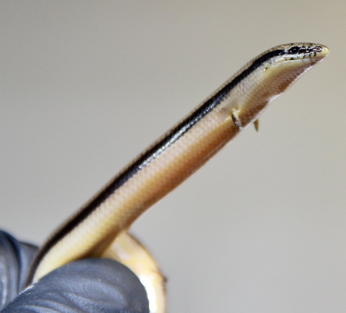 たろう tweet media