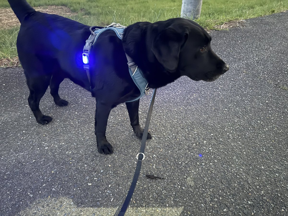 なんかちっこいのが散歩しちょったよ。
#黒ラブ
#イモリ