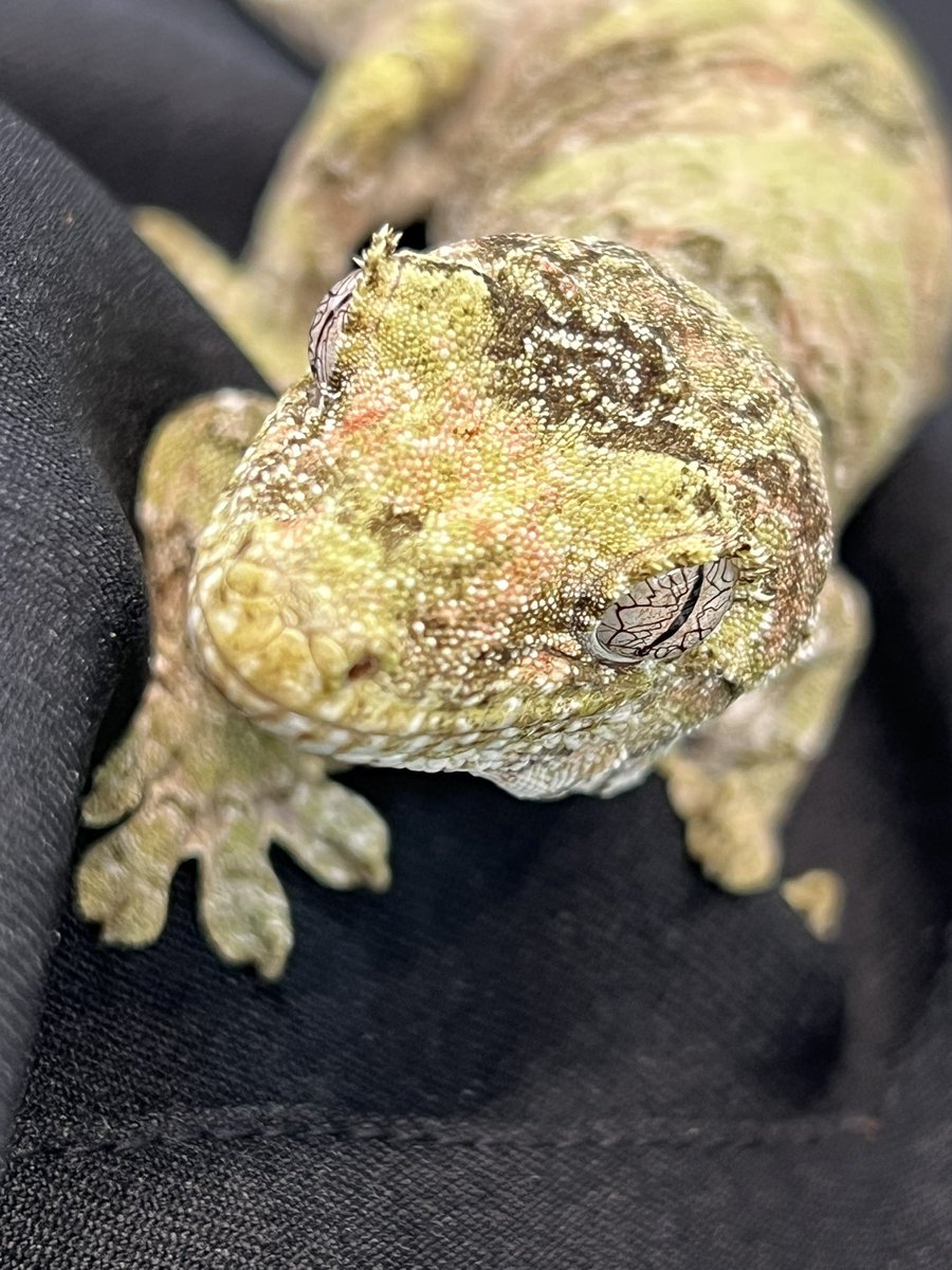 メガネ🦋/Satisfactory tweet media