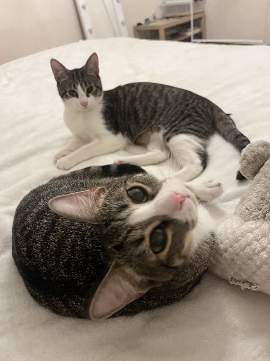 Попонька с приключениями tweet media