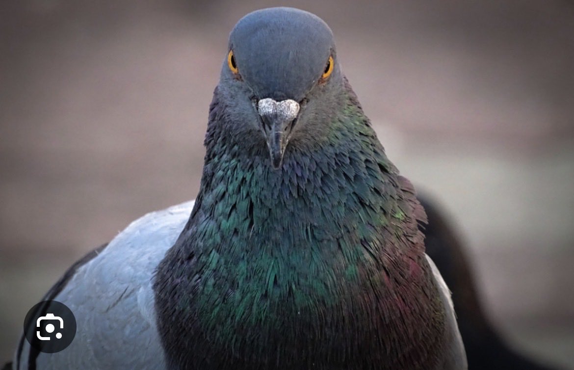 NickFuryMinaj🇵🇸🇮🇹 tweet media