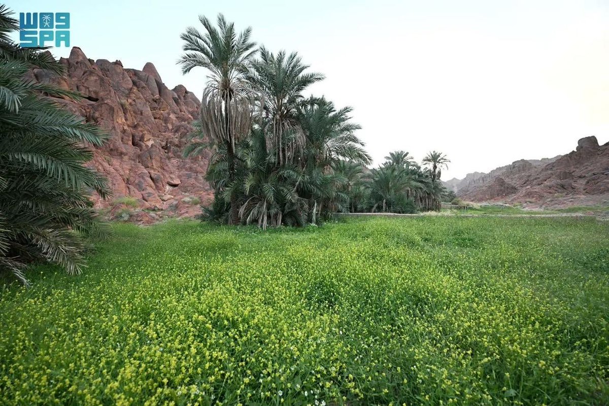 فاضل العماني tweet media