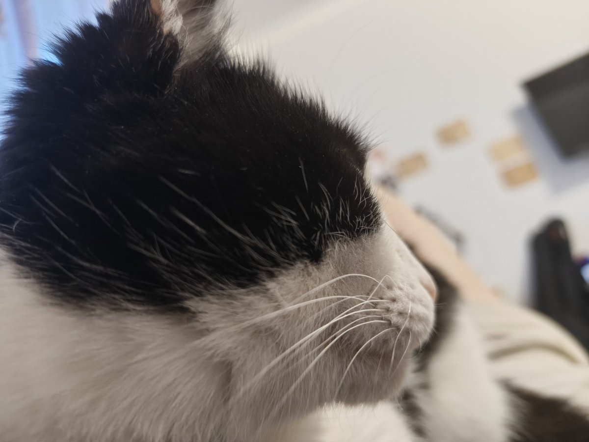 Шелтон весёлый дединсайд🏁 tweet media