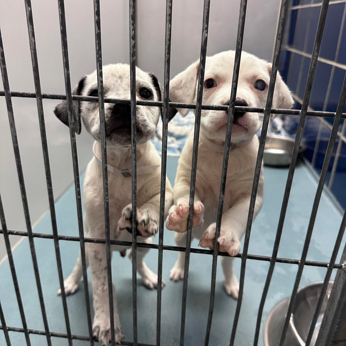 This week we saved 4 lives!
Iris- sliced chest wound.
Buttons- emergency amputation 
Noodle- deaf baby on euth list
Nugget- because we weren’t leaving his brother behind in a high kill shelter.
If you’d can help even a little, we thank you! ♥️♥️♥️
rescuecoop.org/donate