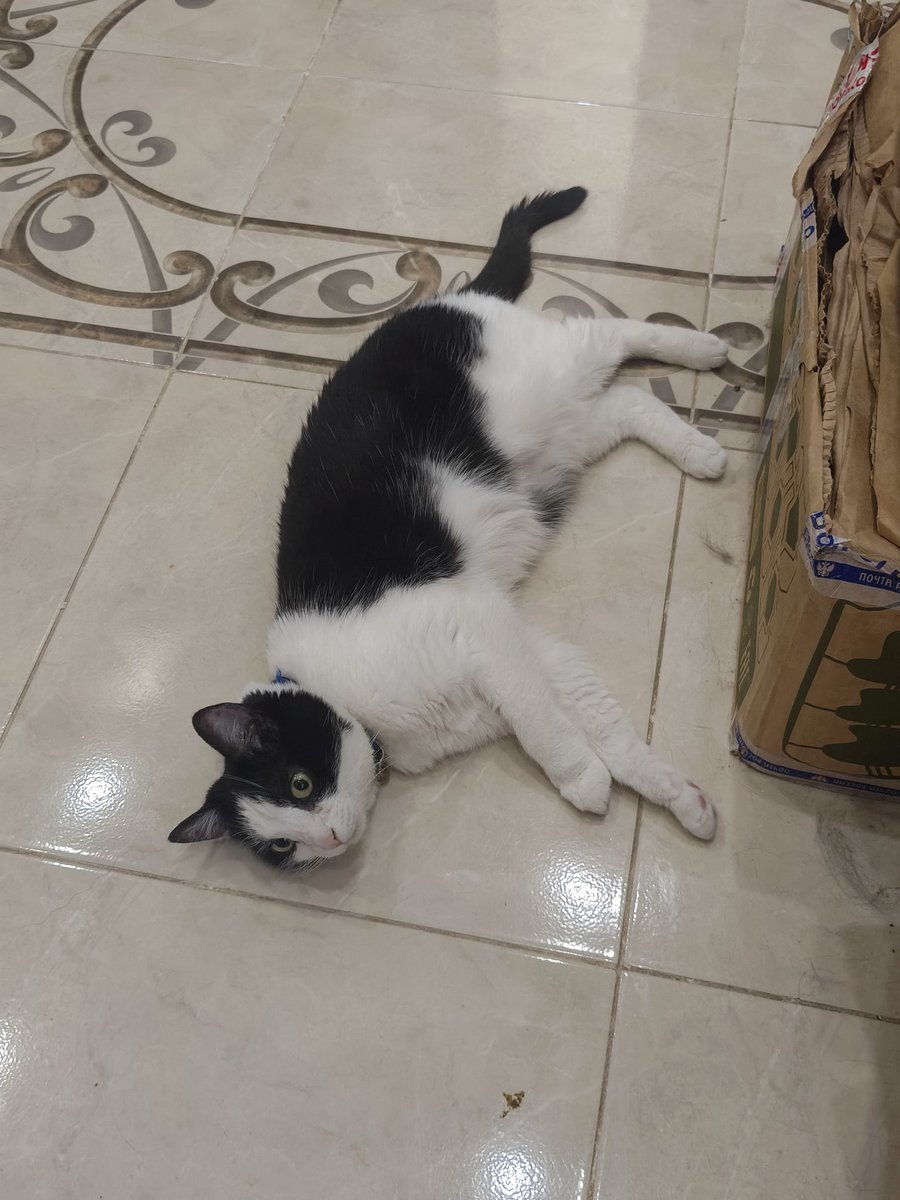 Шелтон весёлый дединсайд🏁 tweet media