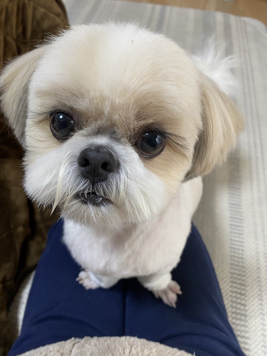 yukaaarituba's tweet photo. 親戚の家の子🐶
可愛すぎる･･･❤ https://t.co/YQPoVZVW6s