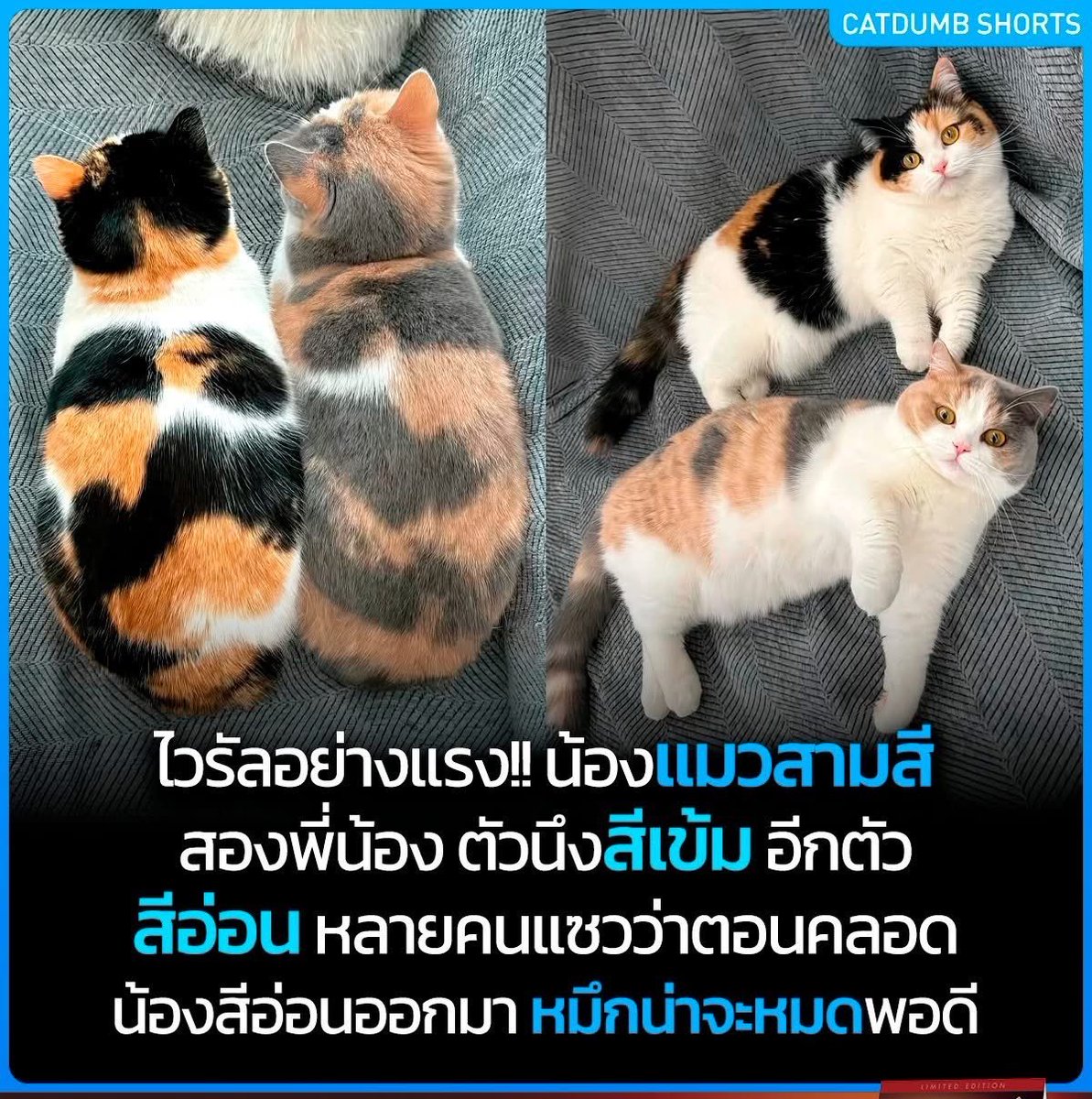 ` 마 크 잭 슨 . tweet media