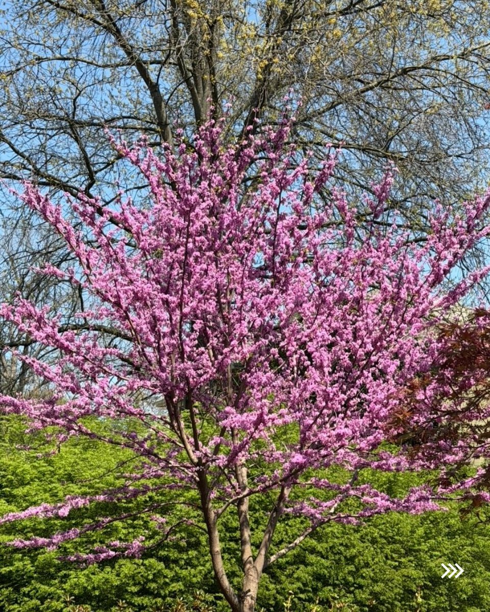 TheDailyJagran's tweet image. Preity Zinta shared heartwarming moments from her spring break with her children, giving fans a glimpse into her personal life.

#PreityZinta #FamilyTime #SpringBreak #Bollywood #Celebrity