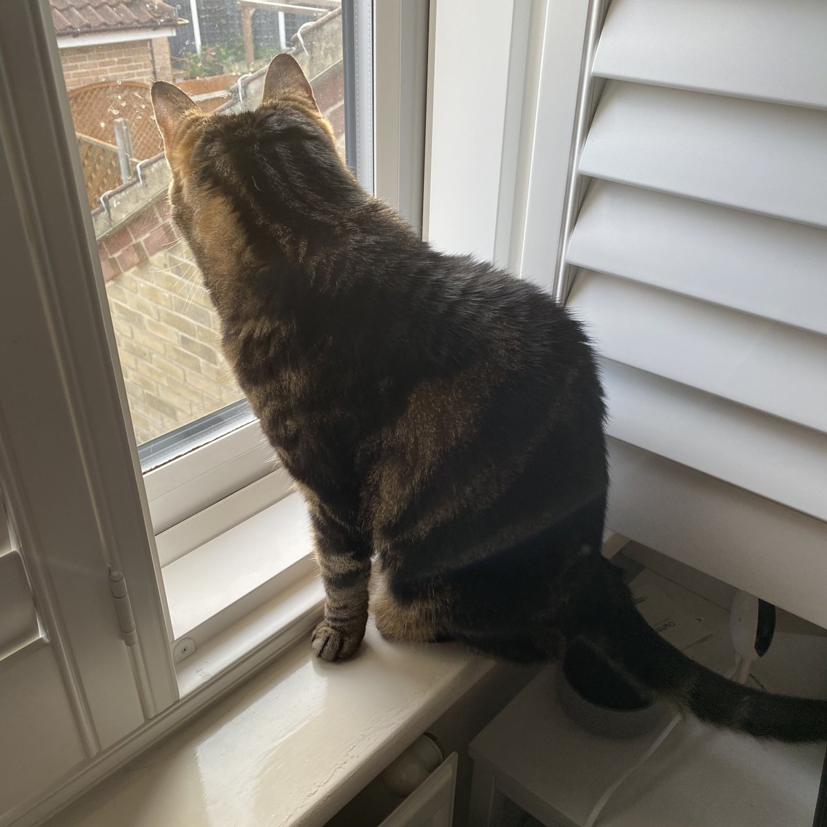 AthenaWiseKitty tweet media