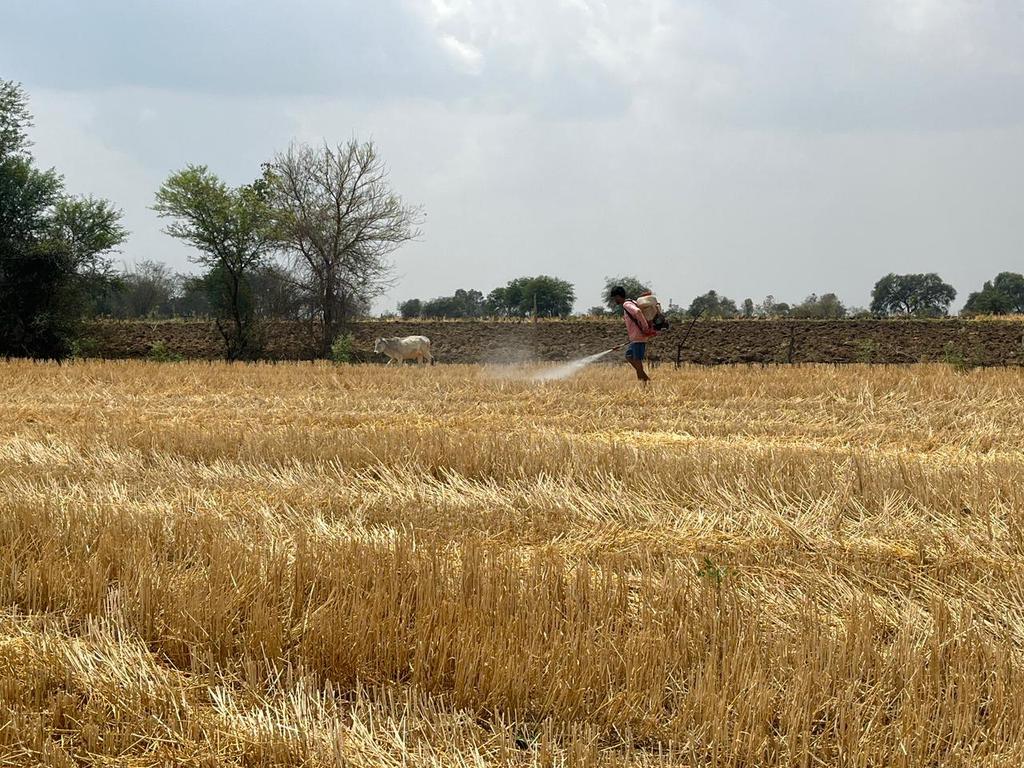 projssagar's tweet image. ➡️  कृषि विभाग सागर के वरिष्ठ कृषि विकास अधिकारी (एसएडीओ) श्री अवधेश राय द्वारा बीना विकासखंड के ग्राम गोदना में किसान श्री धीरज सिंह के खेत पर पहुंचकर गेहूं की नरवाई में पूसा बायोडीकंपोजर, इफको डीकंपोजर का प्रदर्शन सभी किसान भाइयों के समक्ष किया गया।

#jansamparkMP #sagar
