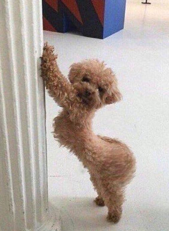 Swagdeestreet tweet media