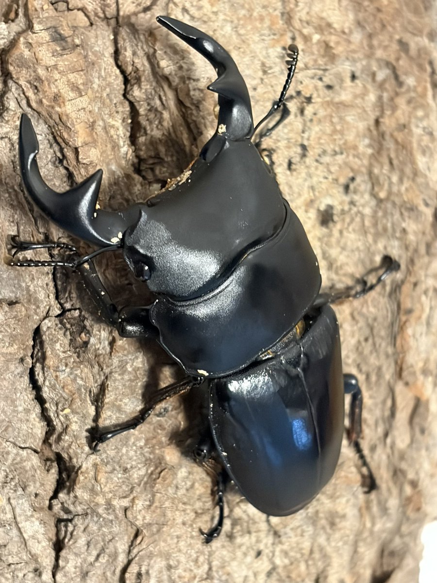 Crazy Scissors tweet media