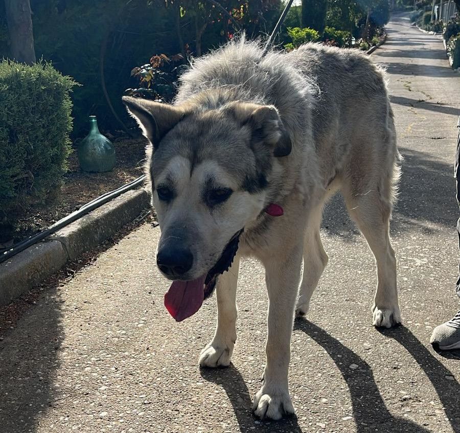 Perrera Provincial Valladolid tweet media