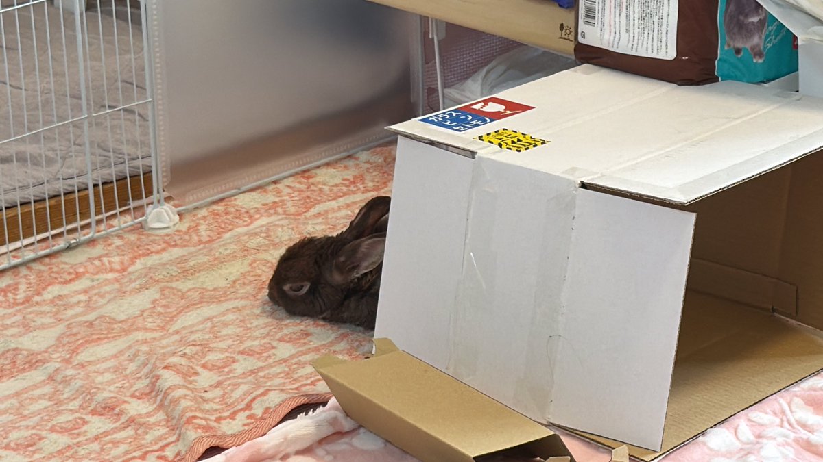 n_mori00's tweet photo. 新学期がんばっている皆さん、うさぎでも見て癒されていかんかね🐰 https://t.co/pMXd2JKEIb