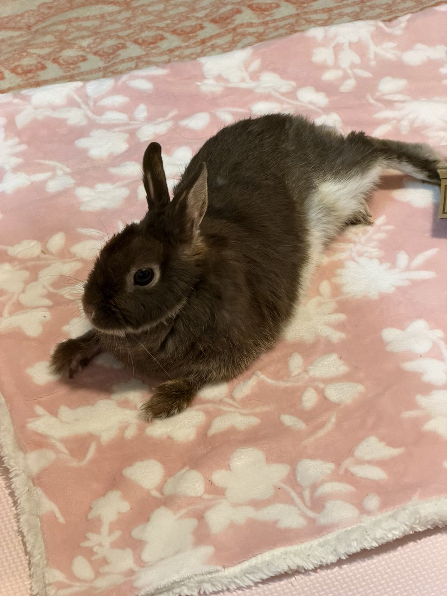n_mori00's tweet photo. 新学期がんばっている皆さん、うさぎでも見て癒されていかんかね🐰 https://t.co/pMXd2JKEIb