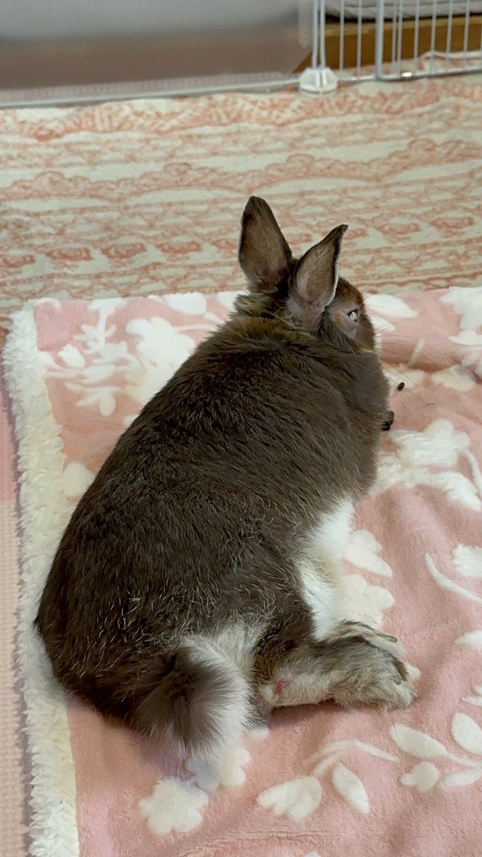 n_mori00's tweet photo. 新学期がんばっている皆さん、うさぎでも見て癒されていかんかね🐰 https://t.co/pMXd2JKEIb