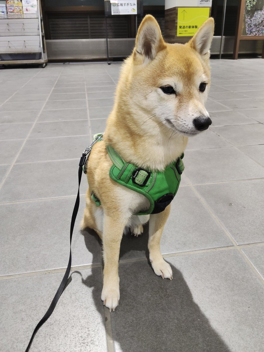 mameshibadays's tweet photo. こんばんわ✨駅までお迎えけんた🐶 #豆柴 #柴犬 https://t.co/35TGOuY0sv