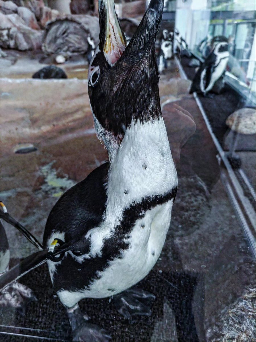shewibia1028's tweet photo. 水族館に行きました

アシカとペンギンに求愛されました笑

クラゲがかわいい子と綺麗な子がいましていつまでも眺めて居ました🪼 https://t.co/24Ul4MJ1LF