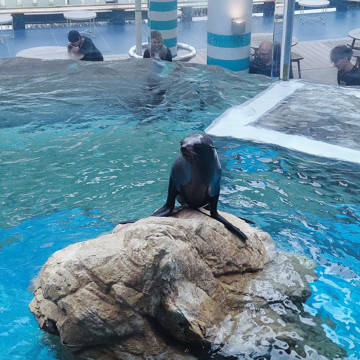shewibia1028's tweet photo. 水族館に行きました

アシカとペンギンに求愛されました笑

クラゲがかわいい子と綺麗な子がいましていつまでも眺めて居ました🪼 https://t.co/24Ul4MJ1LF