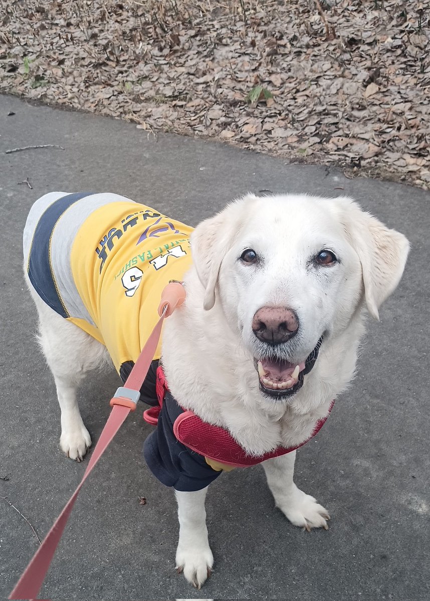 ヴァレリーLove tweet media