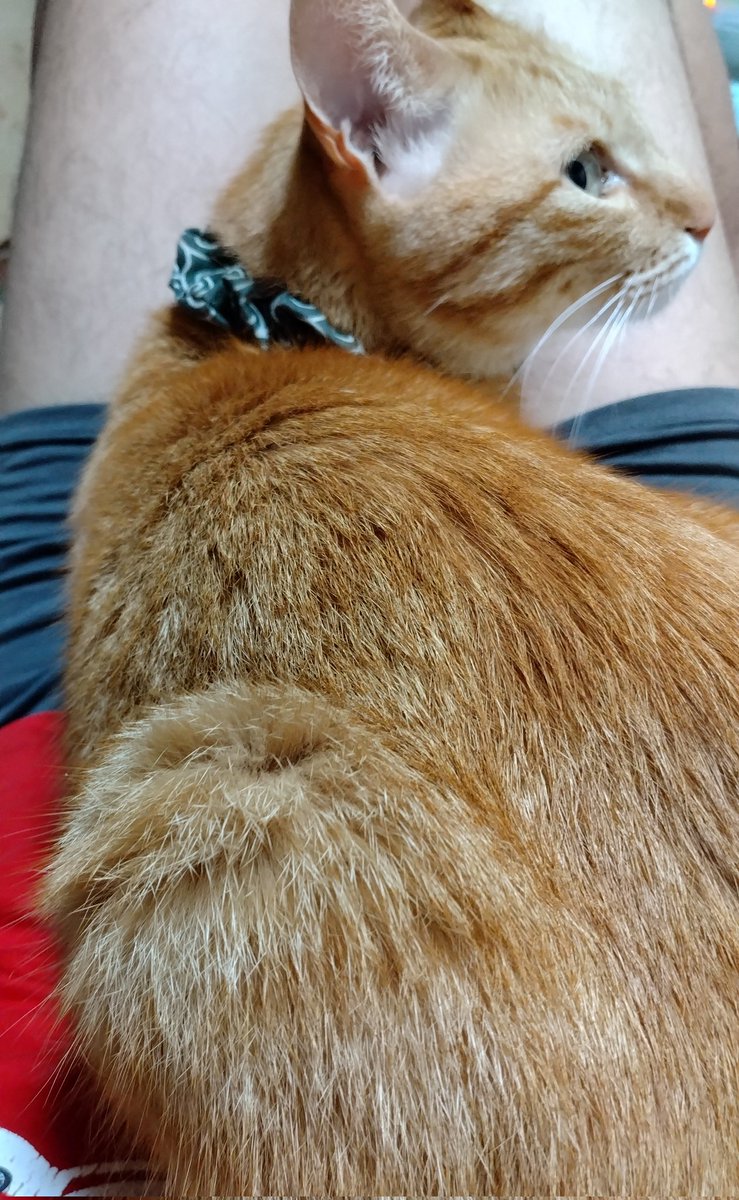 チップさん tweet media