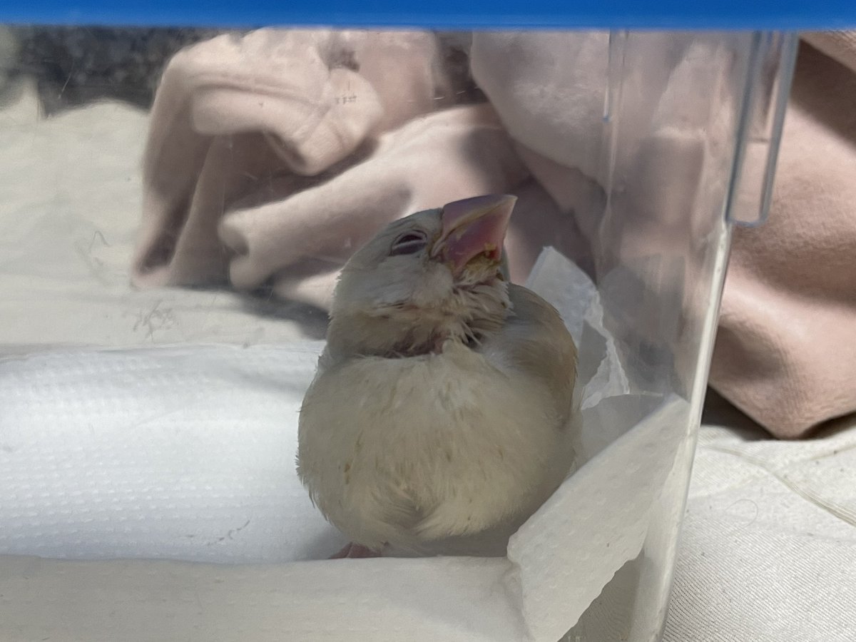 もちうめ tweet media