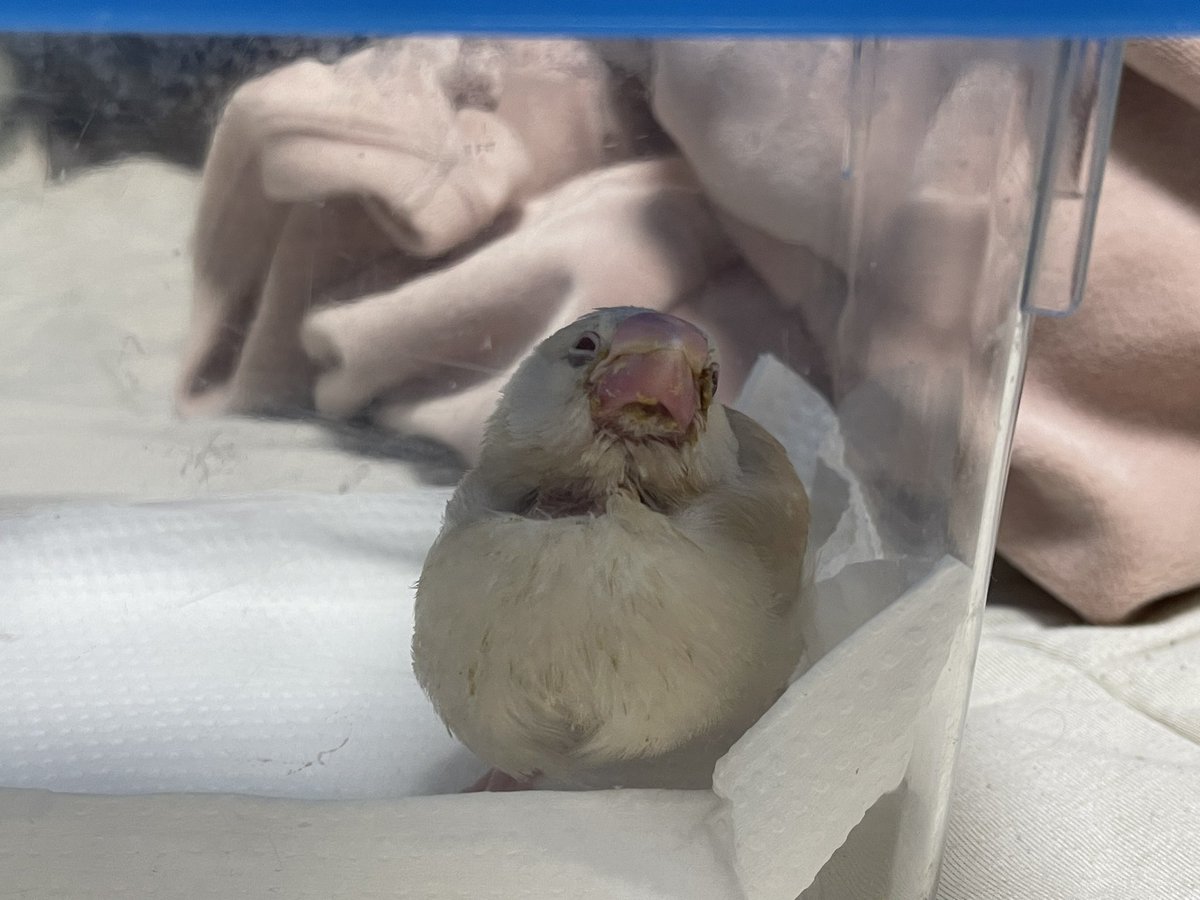 もちうめ tweet media