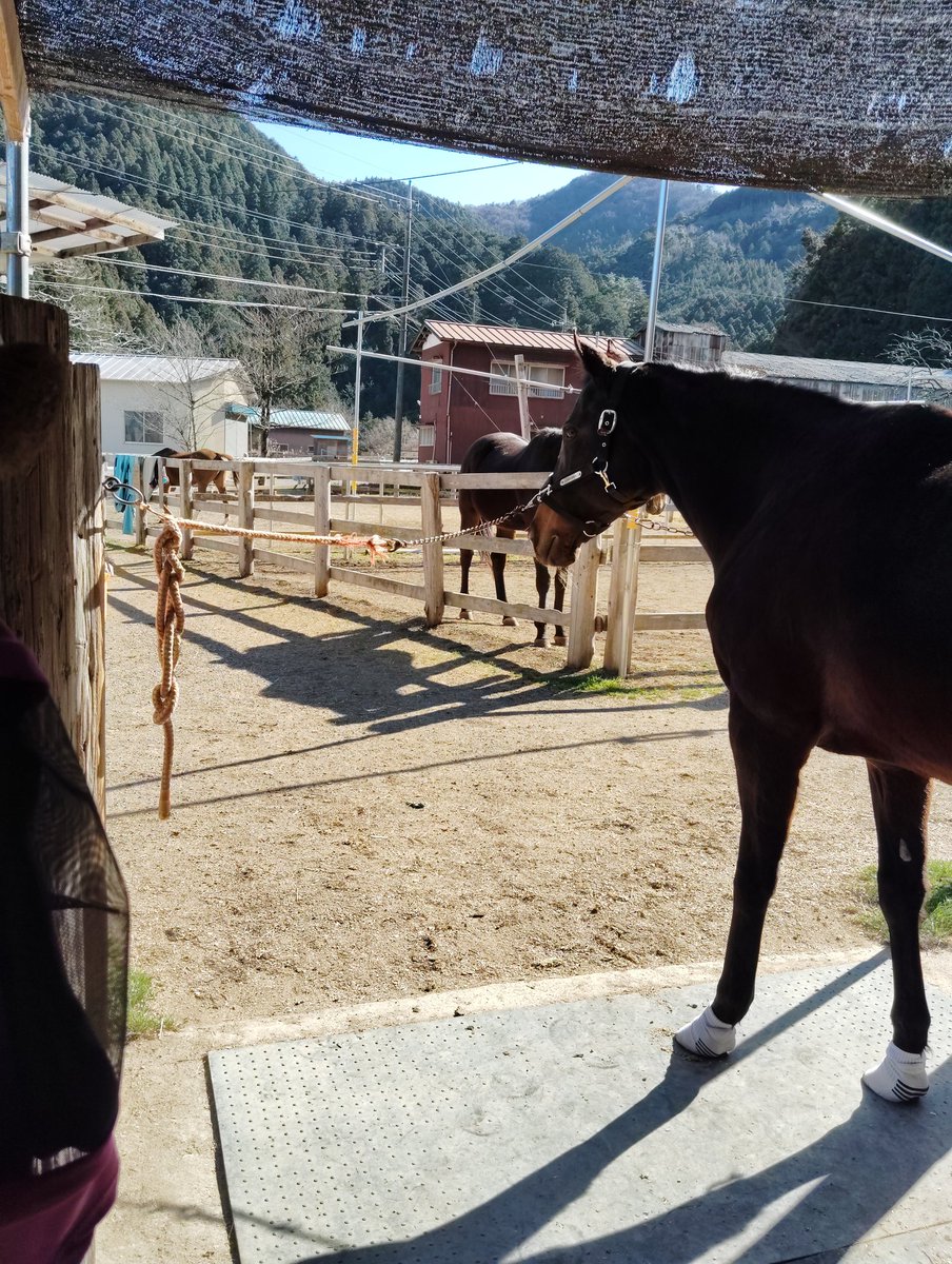 ikuran239's tweet photo. 金曜日の馬達　蔵出し画像

というか、投稿出来てなかった分を、ロングロング　ア　ゴー過ぎるくらい久々にお届けさせて下さい。

馬達は換毛期！
私は毎日！毛玉にまみれてるよ😱 https://t.co/GY1poLG0Uz