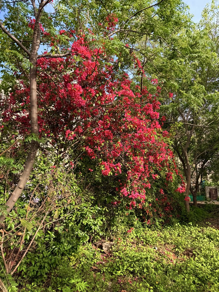 Laiba Zainab tweet media