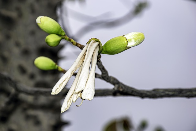 Ace Jaudon tweet media