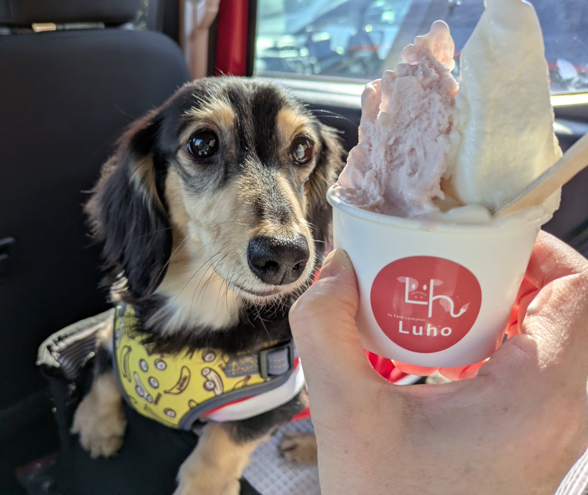 エルフの妹ツムギ tweet media