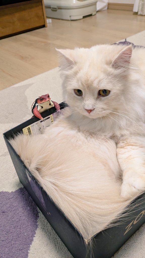 takataka🐱 tweet media