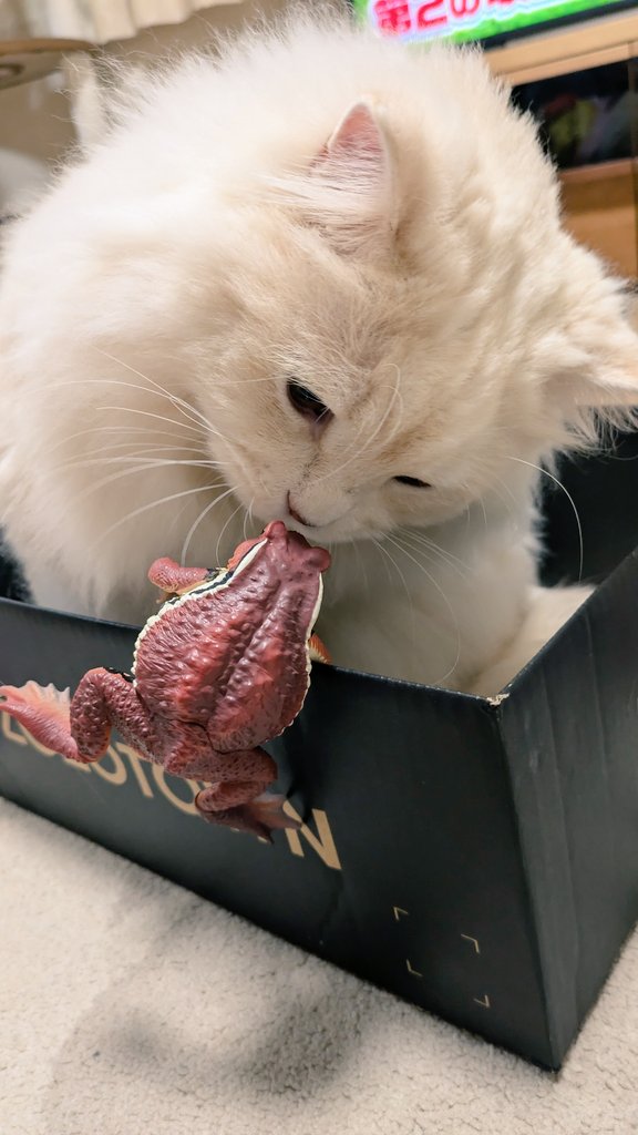 takataka🐱 tweet media