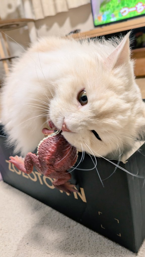 takataka🐱 tweet media