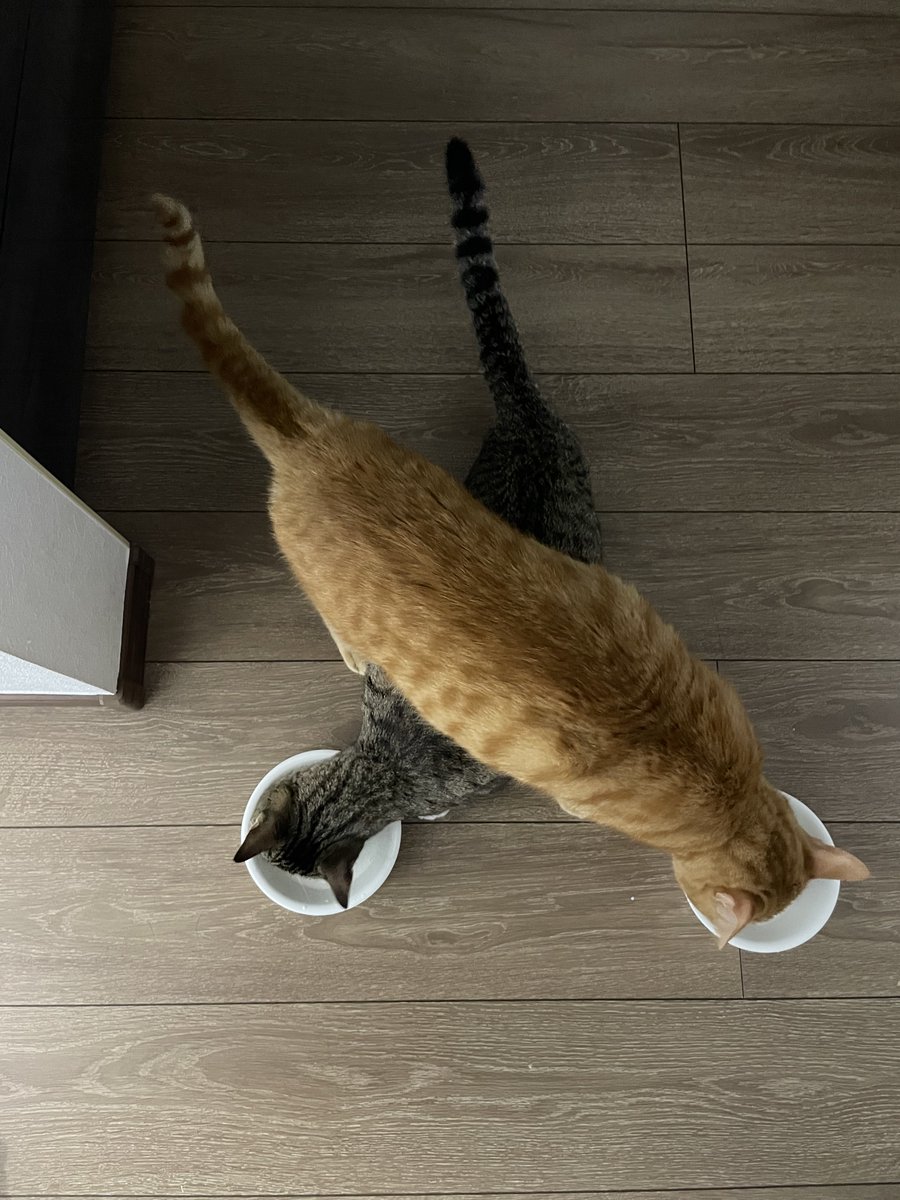 むぎときび tweet media