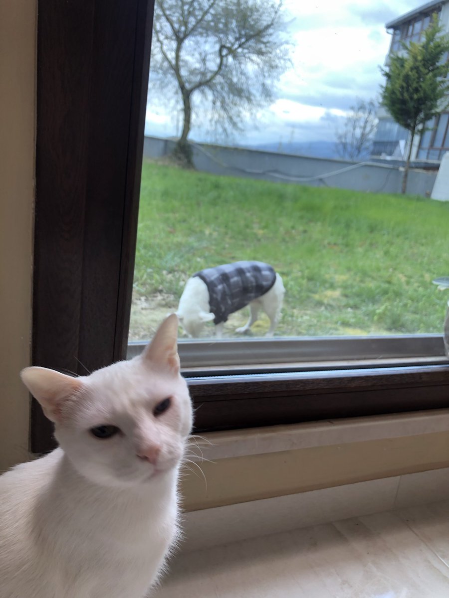 ponçik-pırtık-chucky the muhteşem üçlü tweet media