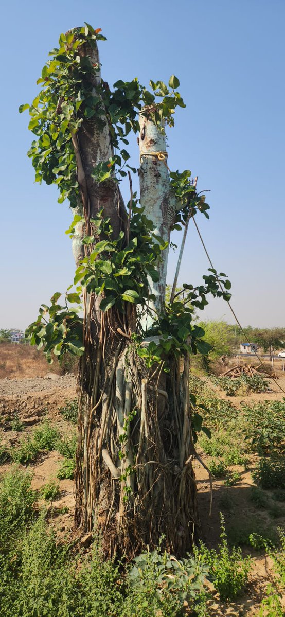 nitin_gadkari's tweet image. A powerful testament to how a 1⃣8⃣8⃣-year-old #BanyanTree can thrive alongside modern development!🌳

Heartiest congratulations to the Nagpur Municipal Corporation, environmental consultant Dilip Chinchmalapure Ji, Dr. Vilas Yevle Ji, and the entire team for successfully