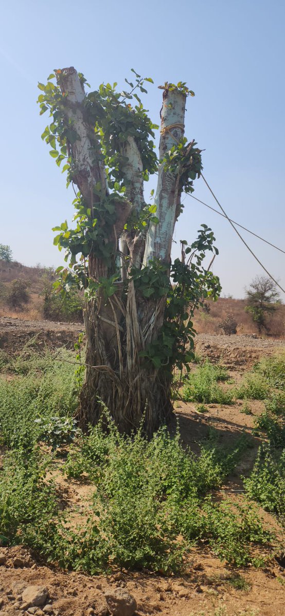 nitin_gadkari's tweet image. A powerful testament to how a 1⃣8⃣8⃣-year-old #BanyanTree can thrive alongside modern development!🌳

Heartiest congratulations to the Nagpur Municipal Corporation, environmental consultant Dilip Chinchmalapure Ji, Dr. Vilas Yevle Ji, and the entire team for successfully