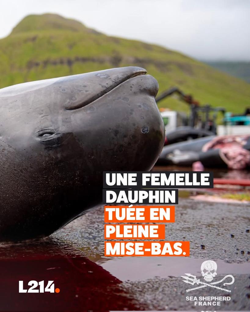 Adea Claude tweet media